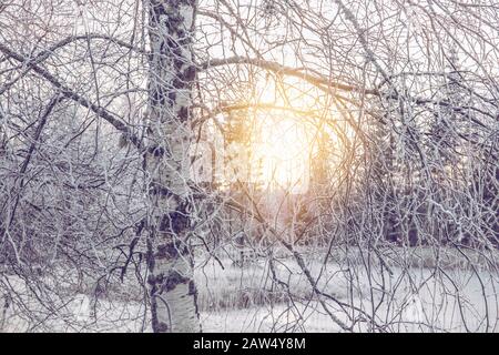Selective focus on nordic birch tree bark trunk, sun glowing through frosty tree branches by lake in cold winter morning. Stock Photo