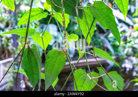 Lush leafy green backdrop with vines wrapping around plant. Sunlight coming in from th natural tropical rainforest background. Stock Photo