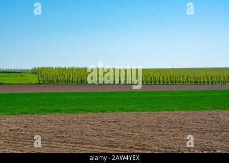 Spring landscape with fields, orchards and roads in Haspengouw region, Limburg, Belgium in sunny day Stock Photo