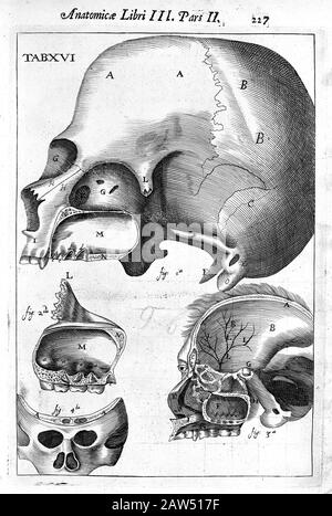 1651 , GREAT BRITAIN : The section of the human skrull  , illustration from the book ' Corporis Humani Disquisitio Anatomica in qua Sanguinis Circulat Stock Photo