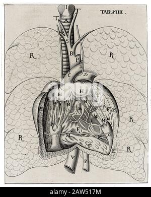 1651 , GREAT BRITAIN :The heart of humans , illustration from the book ' Corporis Humani Disquisitio Anatomica in qua Sanguinis Circulationem ' by Bri Stock Photo