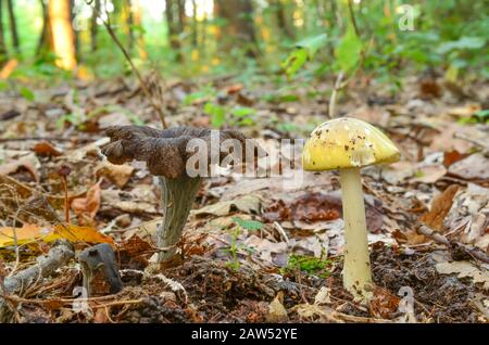 Craterellus cornucopioides or Horn of Plenty, delicious edible mushroom and deadly poisonous Amanita phalloides or Deathcap, side by side in natural h Stock Photo