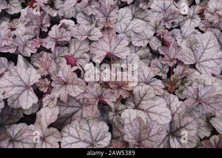 Garden shop. Heucherella, an extremely popular, evergreen garden plant. Heucherella and Tiarella crossword. It occurs in many colors and shapes of lea Stock Photo