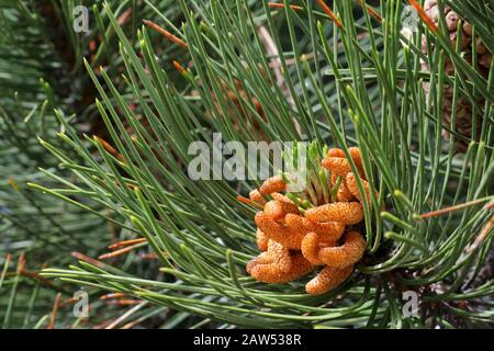 Pinus nigra, austrian pine or black pine is a species of pine found in southern Mediterranean Europe  from Spain to Turkey and North Africa. Stock Photo
