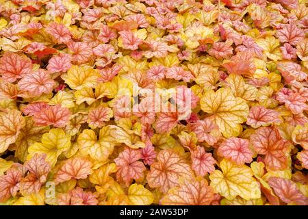 Garden shop. Heucherella, an extremely popular, evergreen garden plant. Heucherella and Tiarella crossword. It occurs in many colors and shapes of lea Stock Photo