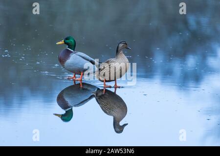 A pair of mallards standing on a frozen lake. Stock Photo