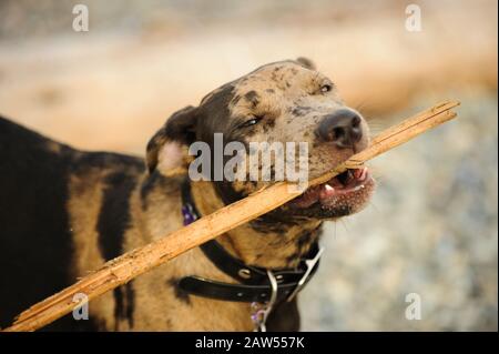Catahoula Leopard Dog outdoor portrait Stock Photo