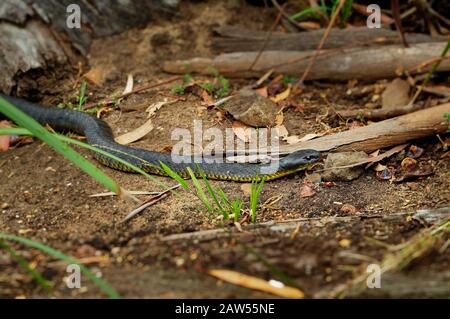 Eastern brown snake - Pseudonaja textilis also the common brown snake, is a highly venomous snake of the family Elapidae, native to eastern and centra Stock Photo
