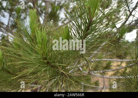 Pine branch closeup endemic in Larnaca Stock Photo