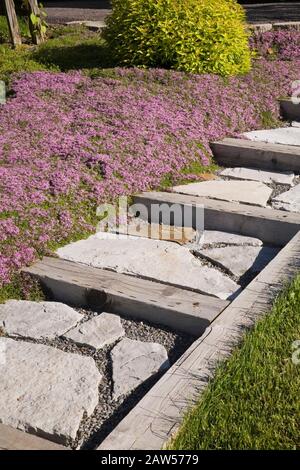 Manicured green grass lawn with flagstone steps and pink mat-forming Thymus - Thyme flowers in private backyard garden in late spring. Stock Photo