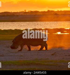 A hippo (Hippopotamus amphibius) kicks up sand as the setting sun turns the sky and landscape ablaze with the colors of red, orange, and yellow. Stock Photo