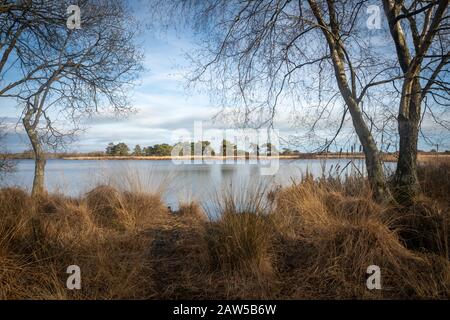 View overlooking calm blue lake on summers dy with dry grasses on heathland Stock Photo