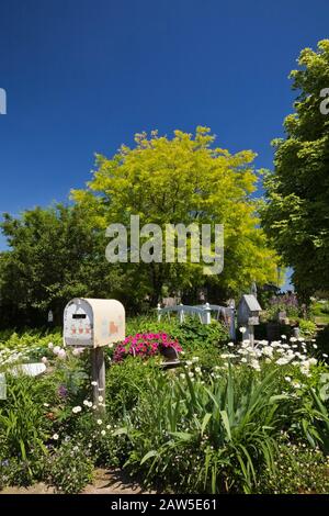 Old metal mailbox in border with white Bellis perennis - Daisy and purple Petunia flowers in backyard rustic garden in late spring. Stock Photo