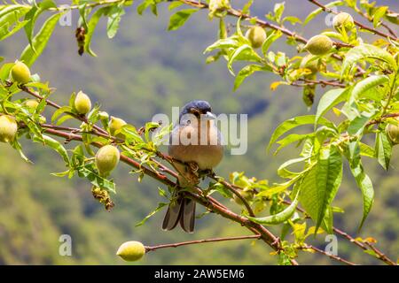 Madeiran chaffinch sitting on a branch in the tree Stock Photo