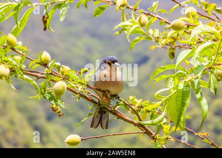 Madeiran chaffinch sitting on a branch in the tree Stock Photo