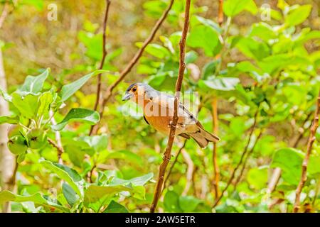 Madeiran chaffinch sitting on a branch in the tree Stock Photo