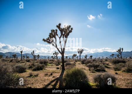 Field of Joshua Trees framed against blue sky with clouds Stock Photo