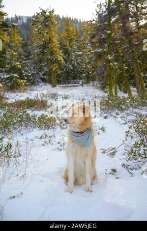 Cute Dog Sitting In Snow In The Forest Stock Photo
