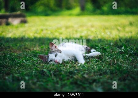 Cute cat laying on the grass Stock Photo