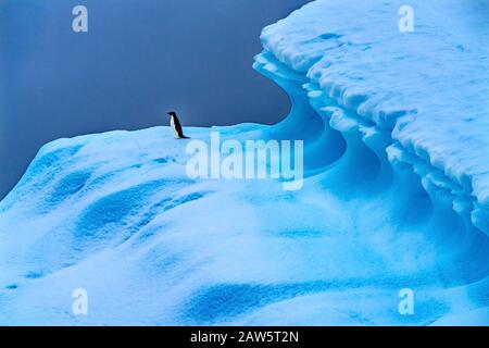 Adelie Penguin Blue Iceberg Charlotte Bay Antarctic Peninsula Antarctica.  Glacier ice blue because air squeezed out of snow. Stock Photo