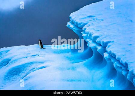 Adelie Penguin Blue Iceberg Charlotte Bay Antarctic Peninsula Antarctica.  Glacier ice blue because air squeezed out of snow. Stock Photo