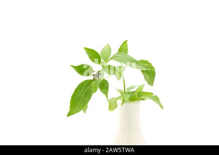 Thai basil or Ocimum basilicum var. thysiflora photographed on a clean white background with copy space. Stock Photo