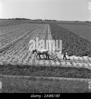 mining, soil, leveling, sanding, plowing, horses, farmers, landscapes, Saint Martin Date: July 1958 Location: Netherlands Antilles, St. Maarten Keywords: sanding , farmers, leveling, soil, landscape, mining, horses, plowing Stock Photo