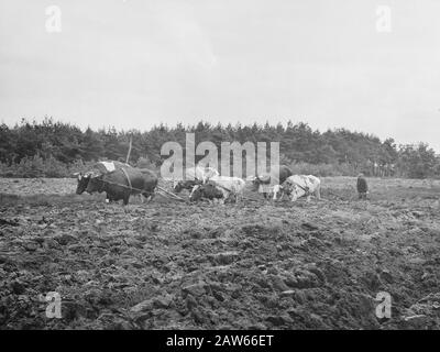 mining, soil, leveling, sanding, plowing, oxen, workers Date: undated Keywords: workers, sanding, leveling, tillage, cultivation, oxen, plowing   Copyright Holder: National Archives Material Type: Negative (black / white) archive inventory number: see access 2.24.06.02 Stock Photo