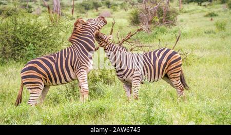 Two burchell's zebras isolated interacting in the African bush image in horizontal format