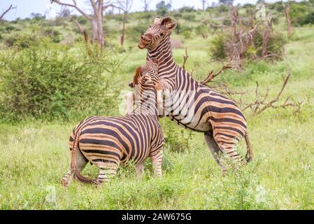 Two burchell's zebras isolated interacting in the African bush image in horizontal format