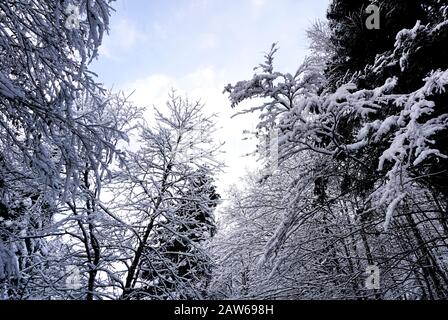 Closeup of pine tree forest valley dreamscape Hallstatt winter snow mountain landscape leads to the old salt mine of Hallstatt, Austria Stock Photo