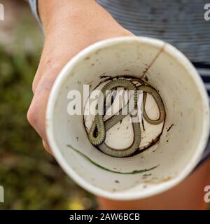 A small dead swamp snake in a cardboard cup being held in the hand of a child Stock Photo