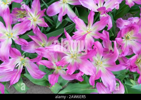 Beautiful tulips field in spring time. Pink and purple tulip flower background. Top view of tulips. Bunch of Pink with white in the center tulip. Stock Photo