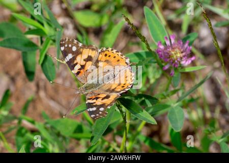 Beautiful vanessa cardui is sitting on a green meadow. Animals in wildlife. Stock Photo