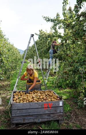 MOTUEKA, TASMAN/NEW ZEALAND – MARCH 10, 2017: [Seasonal workers, two young women picking pears on an orchard]. Stock Photo