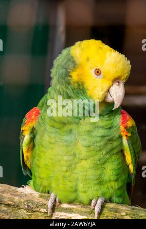 Double yellow-headed Amazon parrot sitting on wooden perch in aviary with head turned to the side. Beautiful plumage. Rare bird. Stock Photo