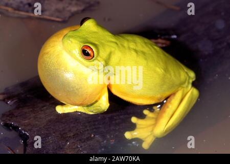 Male Red-eyed Tree Frog calling Stock Photo