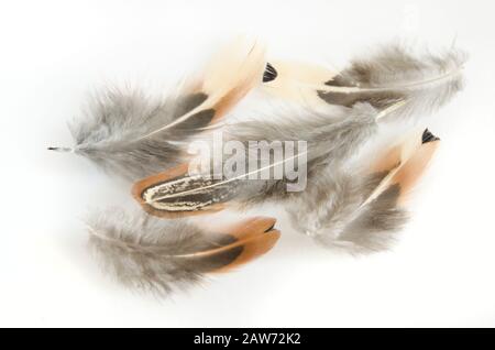 Beautiful pheasant feathers on a white background Stock Photo