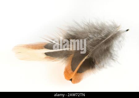 Beautiful pheasant feathers on a white background Stock Photo