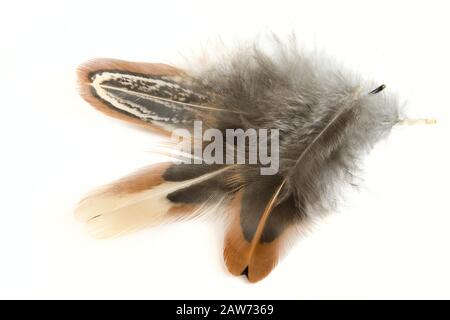 Three light beautiful multi-colored feathers on a white background with a shadow Stock Photo