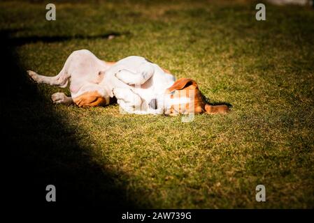 Beagle wallow and roll on grass. Dog has relaxation time lying down on green grass in sun. Stock Photo