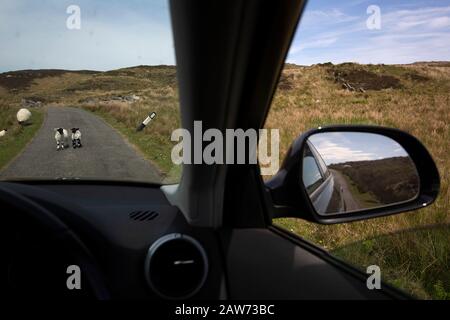 Lambs on the road on the the Inner Hebridean island of Colonsay on Scotland's west coast.  The island is in the council area of Argyll and Bute and has an area of 4,074 hectares (15.7 sq mi). Aligned on a south-west to north-east axis, it measures 8 miles (13 km) in length and reaches 3 miles (4.8 km) at its widest point, in 2019 it had a permanent population of 136 adults and children. Stock Photo