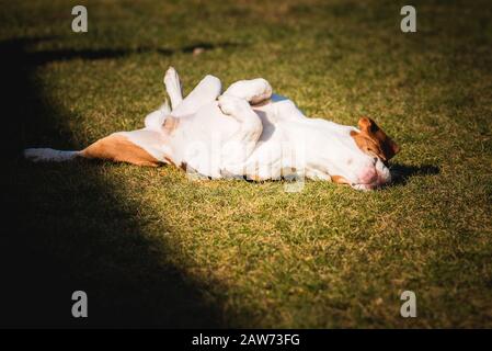 Beagle wallow and roll on grass. Dog has relaxation time lying down on green grass in sun. Stock Photo