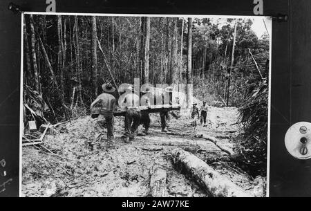 Training of volunteers at Camp Victory Annotation: Repro Negative Date: 1945 Location: Lik, Dutch East Indies Keywords: forestry, WWII Institution Name: NICA Stock Photo