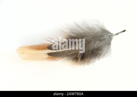 Beautiful pheasant feathers on a white background Stock Photo