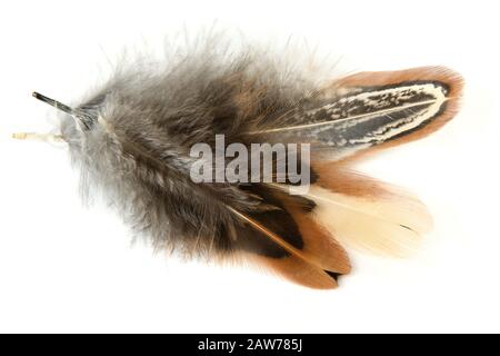 Three light beautiful multi-colored feathers on a white background with a shadow Stock Photo