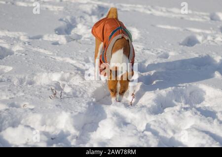 Young basenji dog sniffing around while playing first time in winter snow Stock Photo