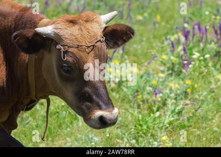 Close-up portrait of cute young bull-calf on summer flowering meadow Stock Photo