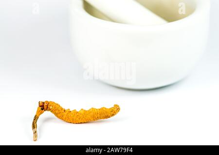 caterpillar fungus, medicine of the traditional Chinese medicine Stock Photo