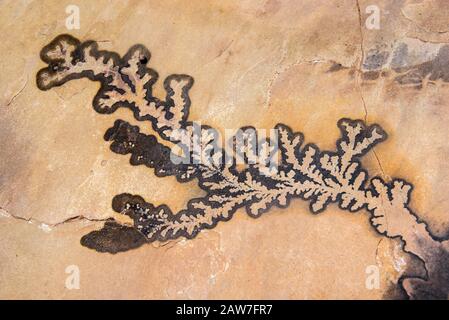 Manganese crystal dendrite on a sandstone bedding plane Stock Photo